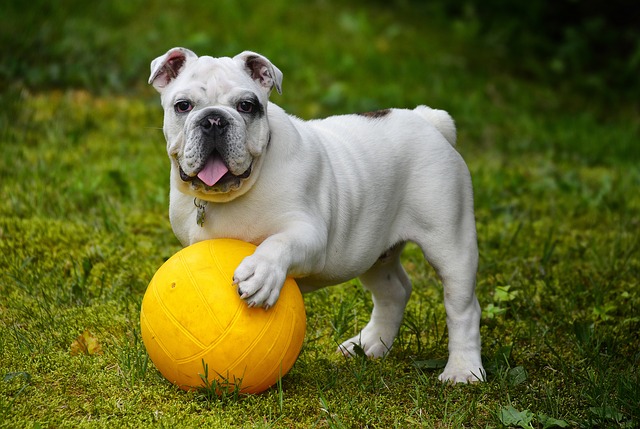 English Bulldog Breeder In Griffin, Georgia