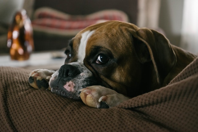 English bulldog whelping services