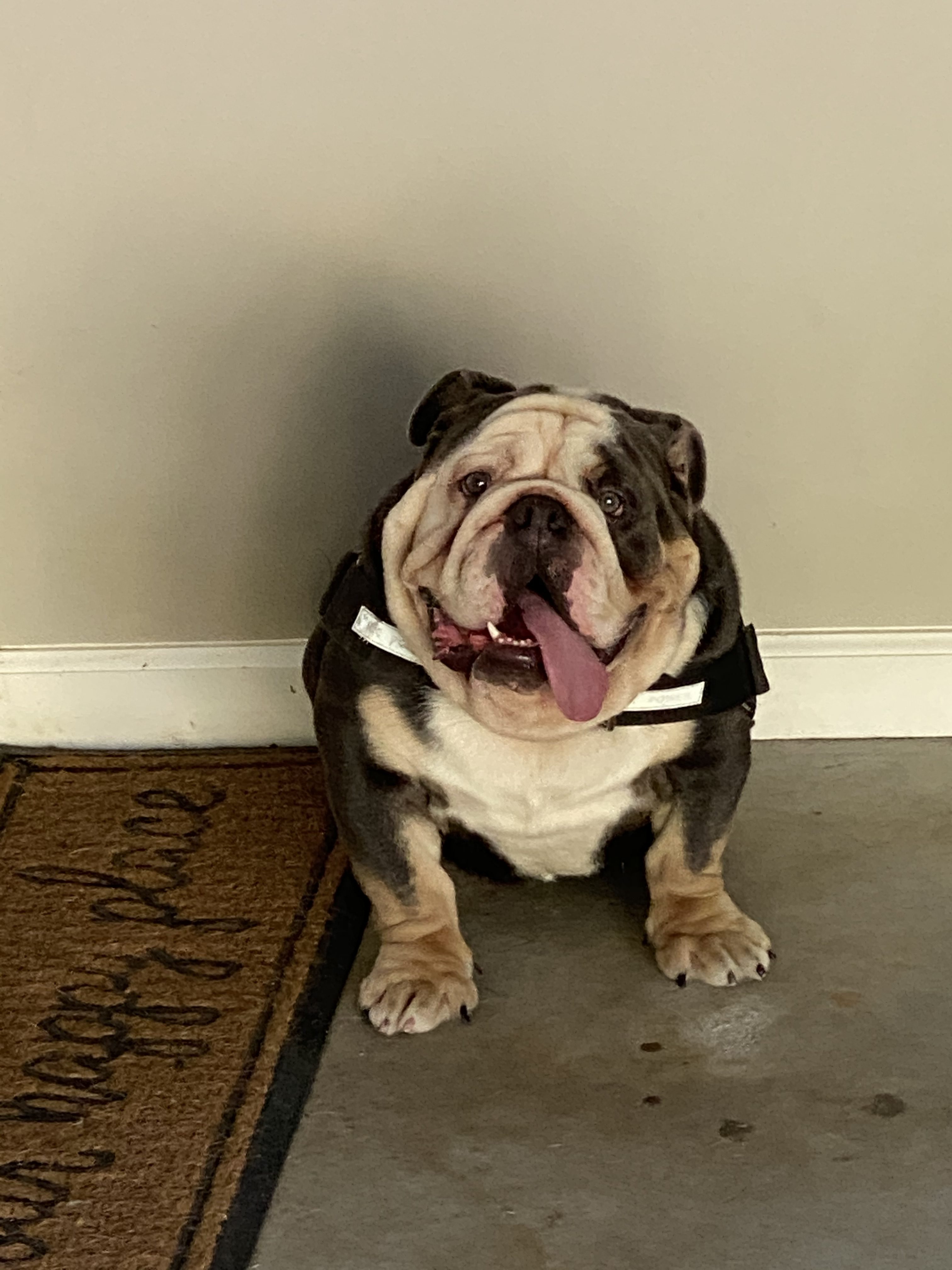 Candy Mountain Bull Dogs English Bull Dogs Breeder In Griffin Georgia
