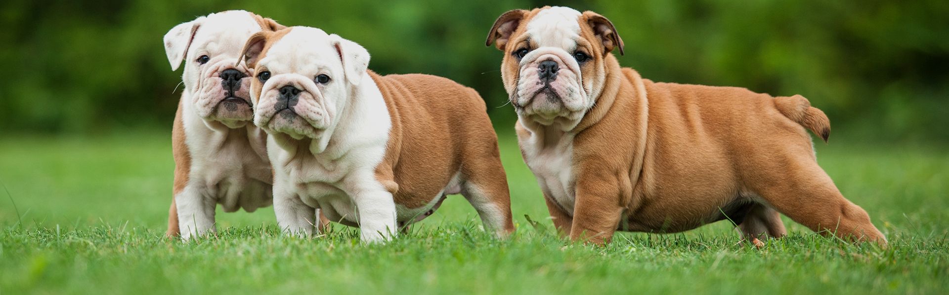 english-bulldogs-breeders-griffin-ga