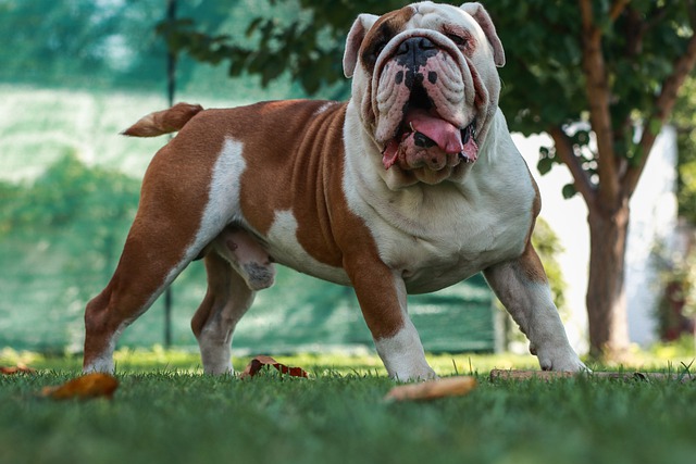 English Bulldog Puppy