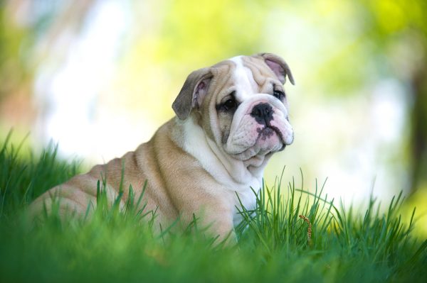 Bulldog